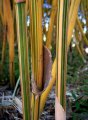 Bambusa multiplex _alphonse karr_ - bambou non-traçant exotique soleil 3-4m - stipes